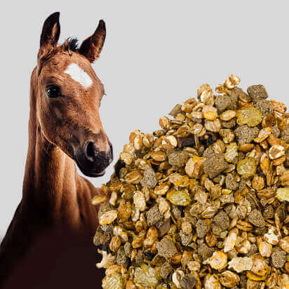 zucht und fohlenfutter bubblenavibild